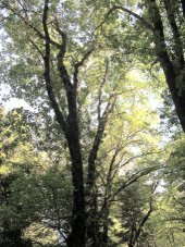 Black Oak
