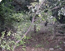 Canyon Live Oak