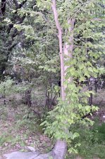 Creek Dogwood