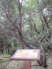 Manzanita