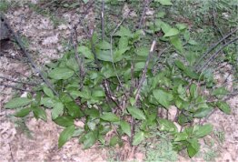 Spicebush