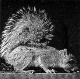 California gray squirrel
