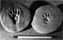 Marmot tracks. Hind foot on left, front on right. Six-inch pencil.
