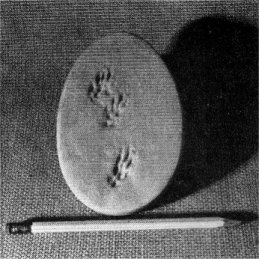 Belding ground squirrel tracks. Six-inch pencil.