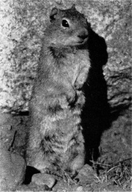 Belding ground squirrel