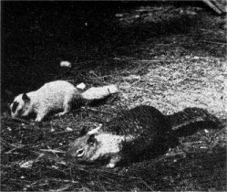 Sierra ground squirrel. Albino in rear.
