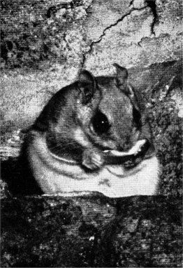Captive Sierra flying squirrel, eating apple.