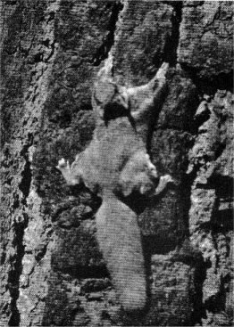Flying squirrel landing on tree trunk.