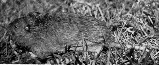 POCKET GOPHER