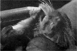 Pencil indicates cheek pouch of pocket gopher.