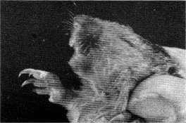 Forefoot of pocket gopher is fine for digging.