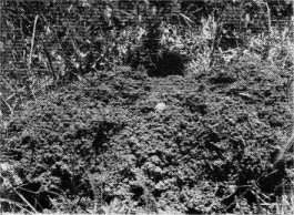 Pocket gopher hole showing eccentric dirt pile.