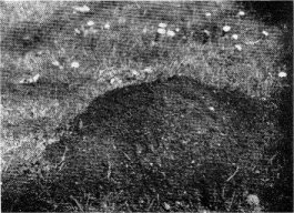 Pocket gopher mound. Note that it is lopsided.