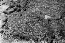 “Cores” of winter pocket gopher runs.