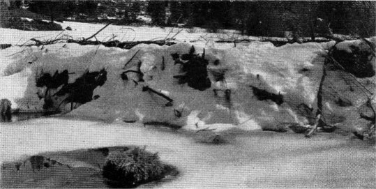 Beaver dam on Big Creek. Height of dam ranges from 5-7 feet.