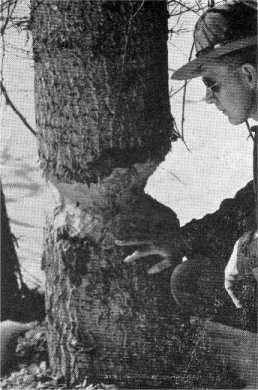Beaver tree on Big Creek.