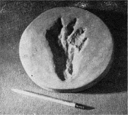 Hind footprint of golden beaver. Six-inch pencil.