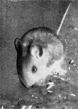 Gambel white-footed mouse.