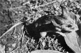 Gilbert white-footed mouse. Note big ears.