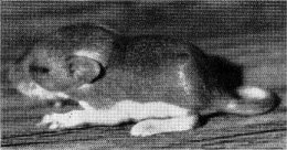 Young white-footed mouse. Probably Gambel.