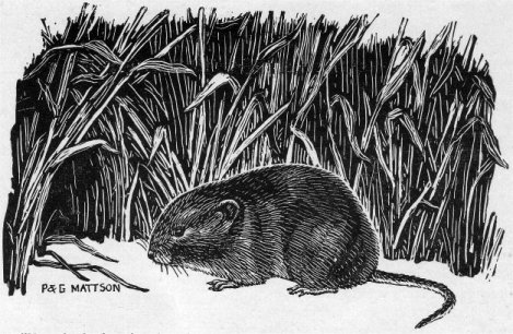 MEADOW MOUSE