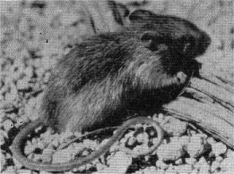 Allen jumping mouse.