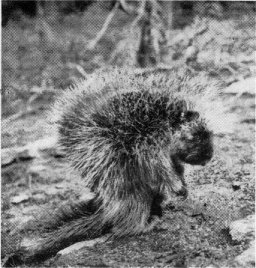 Yellow-haired porcupine.