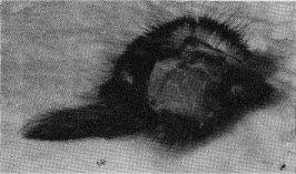 Remains of porcupine eaten by coyote.