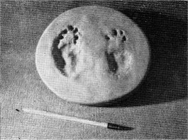 Tracks of yellow-haired porcupine. Hind food on left, front on right. Six-inch pencil.