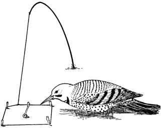 Fig. 24.--Baited snare.