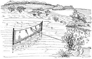 Fig. 25.--Duck trap.