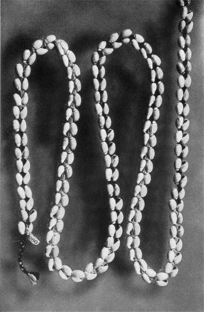 Rope of olive shells.