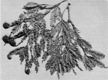 Twig of coast redwood. Note needle-like alternate leaves and leafy cone-stalks.