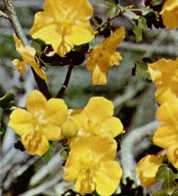 Fremontia or Flannel Bush, Fremontia californica
