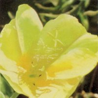 Evening Primrose, Oenothera hookeri
