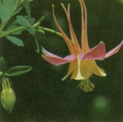 Alpine Columbine, Aquilegia pubescens