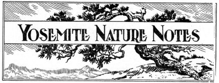 Yosemite Nature Notes 1926 masthead with the Sentinel Dome Jeffrey Pine (which died in 1977 during a drought and fell in 2003)