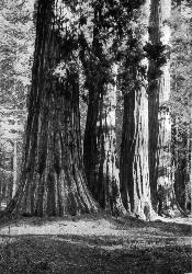 [Sequoias, Mariposa Grove (Page 134)]