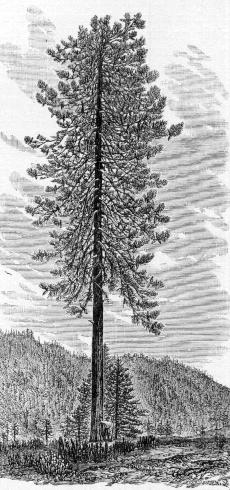 [PINUS PONDEROSA]