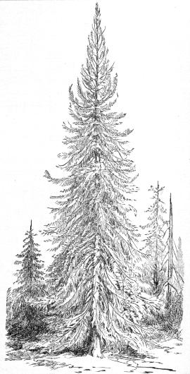 [INCENSE CEDAR IN ITS PRIME]