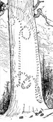 [TRACK OF DOUGLAS SQUIRREL ONCE DOWN AND UP A PINE-TREE WHEN SHOWING OFF TO A SPECTATOR]