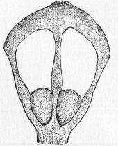 [SEEDS, WINGS, AND SCALE OF SUGAR PINE]