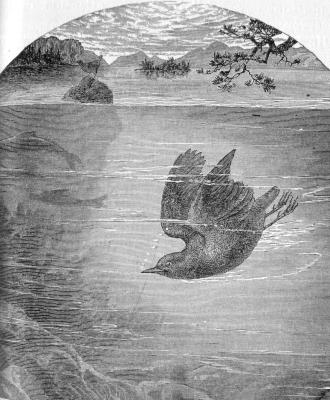 [WATER-OUZEL DIVING AND FEEDING.]