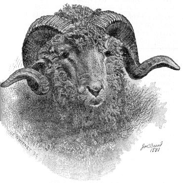 [HEAD OF THE MERINO RAM]