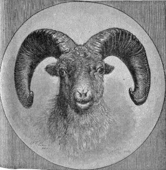 [HEAD OF ROCKY MOUNTAIN WILD SHEEP]