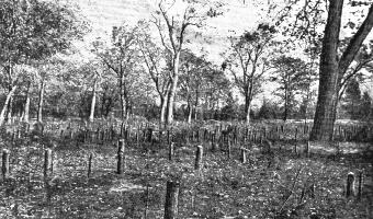 [Destructive work in Yosemite Valley: stump forest, mostly of young pine, in State Pasture, covering some eight acres. Cut in June, 1887, and felled in this one spot. (Process reproduction of photograph.)]