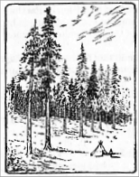 drawing of a tent in forest
