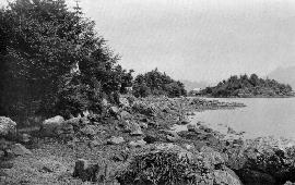 Vegetation at High-Tide Line, Sitka Harbor