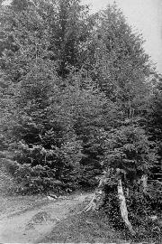 Alaskan Hemlocks and Spruces, Sitka