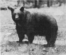 Black Bear